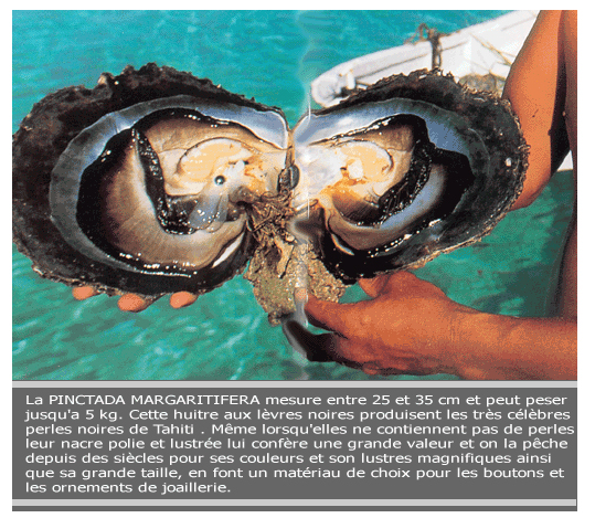 Ostrica produttrice di perle della Polinesia - perle nere di tahiti